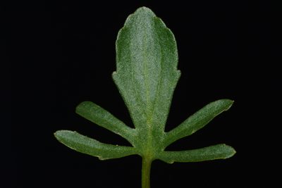 Viola egglestonii, photographed by Brian Finzel