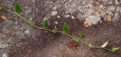 Smilax anceps, photographed by Tony Rebelo