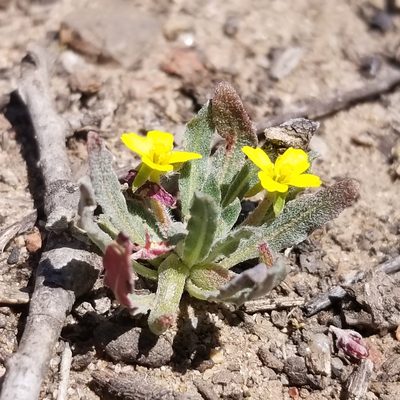 Camissoniopsis micrantha, photographed by James C. Davis