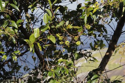 Smilax anceps, photographed by Tony Rebelo