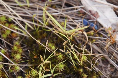 Polytrichum subpilosum, photographed by Tony Rebelo