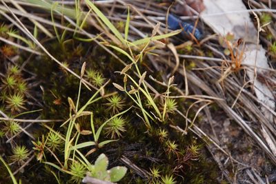 Polytrichum subpilosum, photographed by Tony Rebelo
