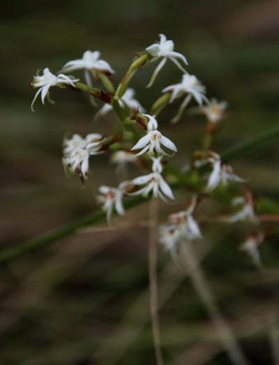 Habenaria subaequalis, photographed by Tony Rebelo