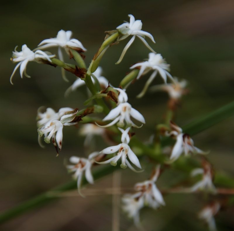 Habenaria subaequalis, photographed by Tony Rebelo