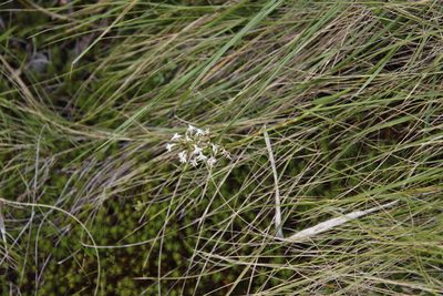 Habenaria subaequalis, photographed by Tony Rebelo