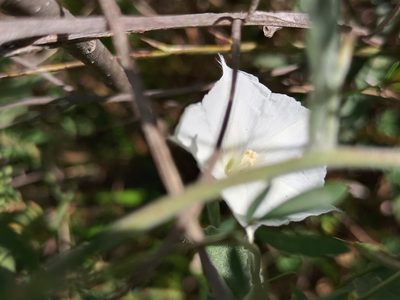 Convolvulus hermanniae, photographed by Bahiano Ayala