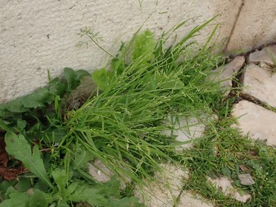 Poa infirma, photographed by Daniel Cahen