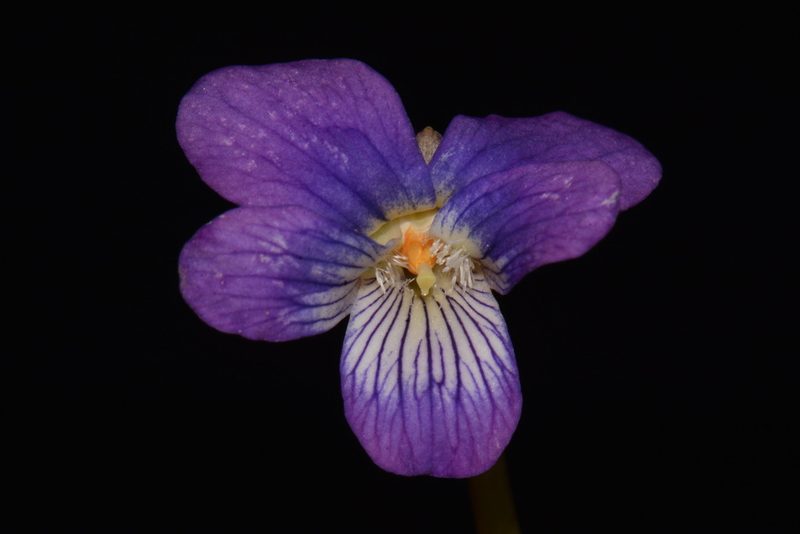 Viola egglestonii, photographed by Brian Finzel