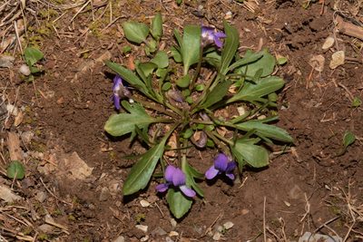 Viola egglestonii, photographed by Brian Finzel