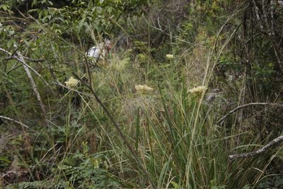Cyperus hemisphaericus, photographed by Tony Rebelo