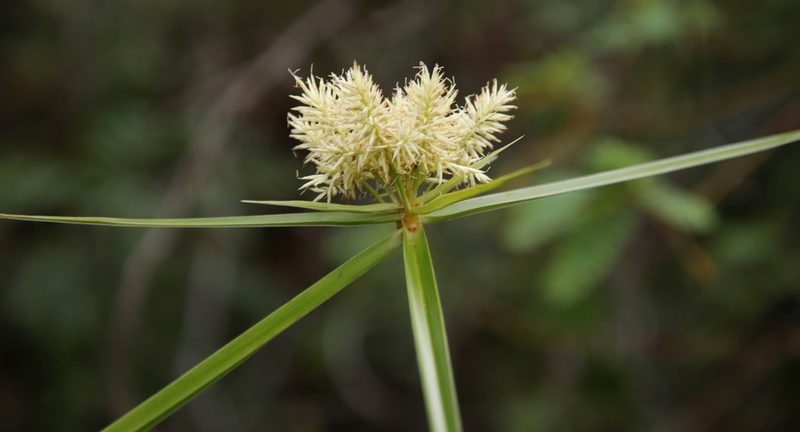 Cyperus hemisphaericus, photographed by Tony Rebelo