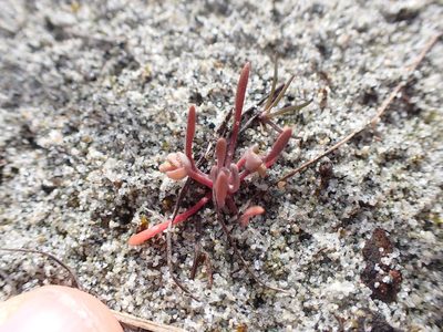 Claytonia exigua, photographed by Randal