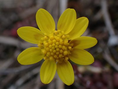 Crocidium multicaule, photographed by Randal