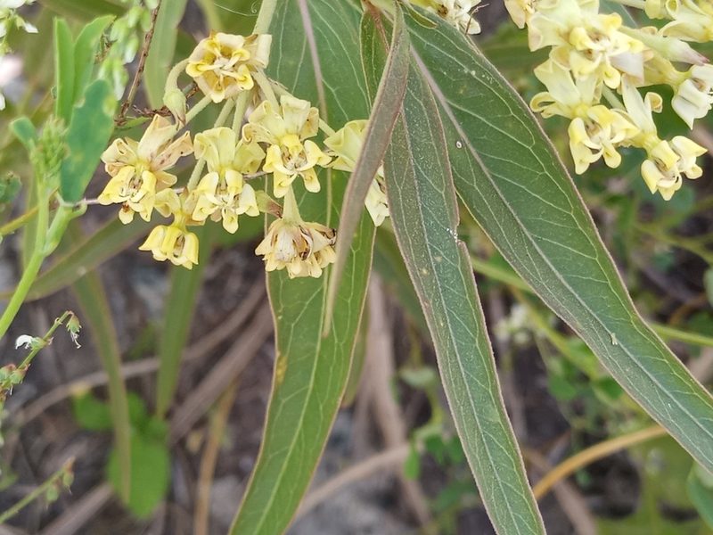 Asclepias mellodora, photographed by Bahiano Ayala