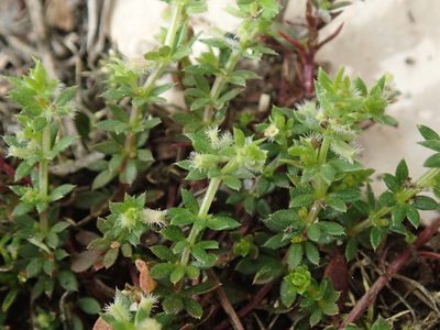 Galium murale, photographed by Daniel Cahen