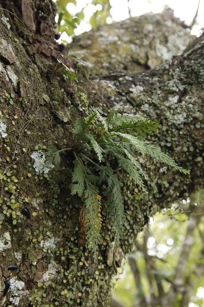 Asplenium theciferum, photographed by Tony Rebelo