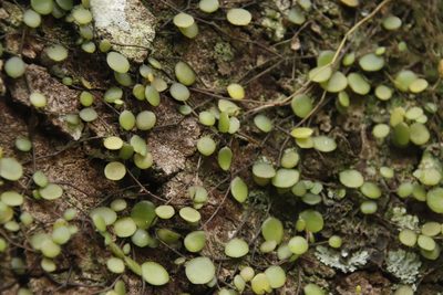 Peperomia bangroana, photographed by Tony Rebelo