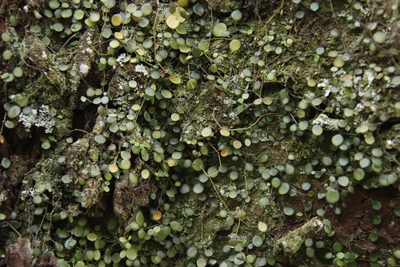 Peperomia bangroana, photographed by Tony Rebelo