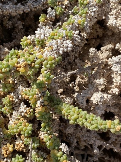 Traganum moquinii, photographed by Enrico Tomschke