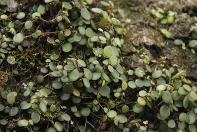 Peperomia bangroana, photographed by Tony Rebelo
