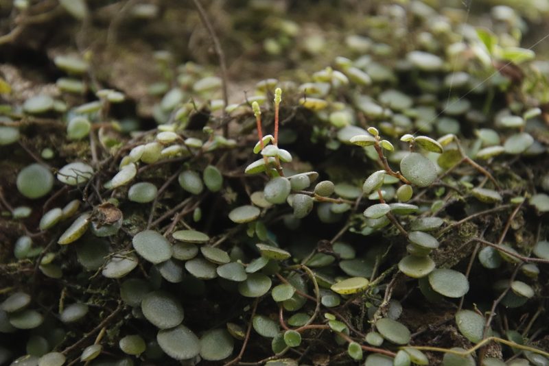 Peperomia bangroana, photographed by Tony Rebelo