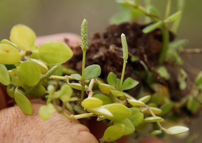 Peperomia tetraphylla, photographed by Tony Rebelo