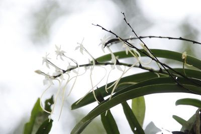 Rangaeris muscicola, photographed by Tony Rebelo