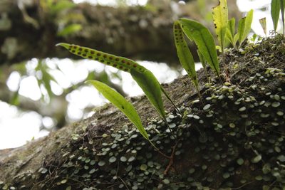 Pleopeltis macrocarpa, photographed by Tony Rebelo