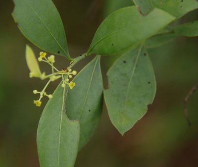 Osyris lanceolata, photographed by Tony Rebelo