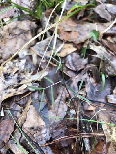 Vicia minutiflora, photographed by John Kees