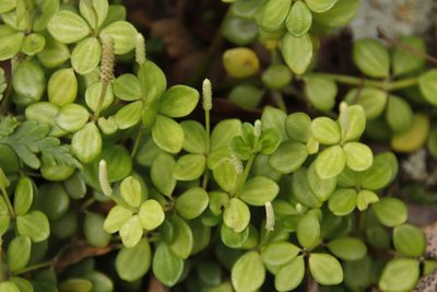 Peperomia tetraphylla, photographed by Tony Rebelo