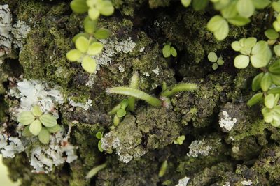 Rhipsalis baccifera, photographed by Tony Rebelo