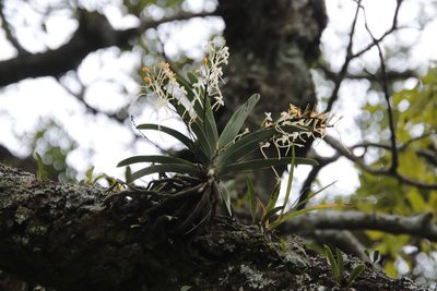 Rangaeris muscicola, photographed by Tony Rebelo
