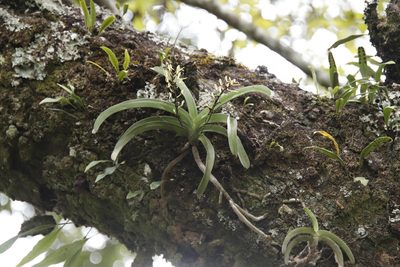 Rangaeris muscicola, photographed by Tony Rebelo