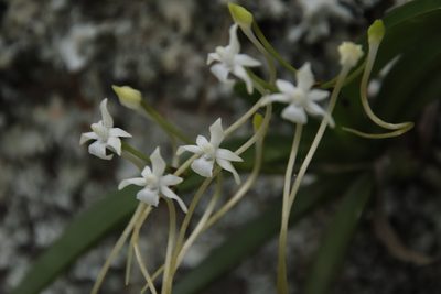 Rangaeris muscicola, photographed by Tony Rebelo