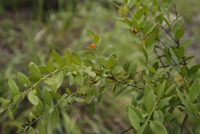 Osyris lanceolata, photographed by Tony Rebelo