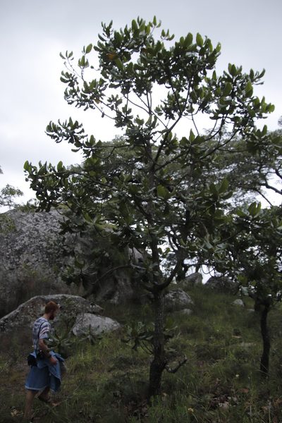 Uapaca kirkiana, photographed by Tony Rebelo