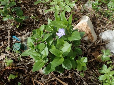 Vinca difformis, photographed by Daniel Cahen
