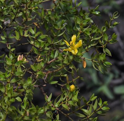 Larrea divaricata, photographed by Hugo Hulsberg