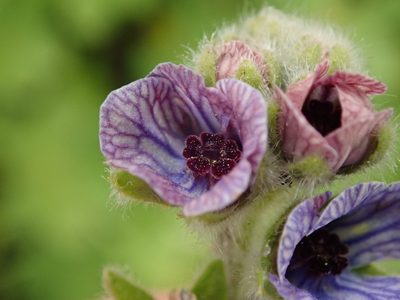 Cynoglossum creticum, photographed by Daniel Cahen