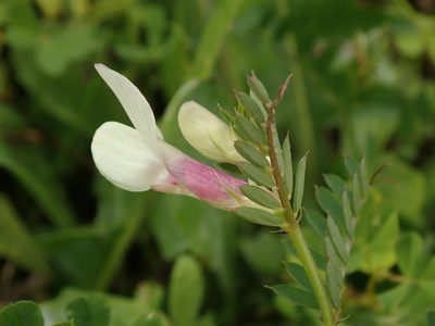 Vicia lutea, photographed by Daniel Cahen