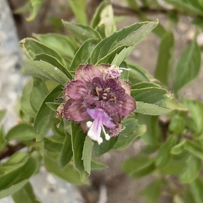Ocimum basilicum, photographed by Bill Levine