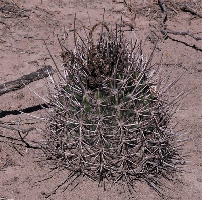Acanthocalycium leucanthum, photographed by Hugo Hulsberg