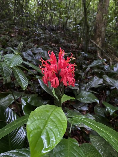 Pachystachys coccinea, photographed by Stephanie Tran