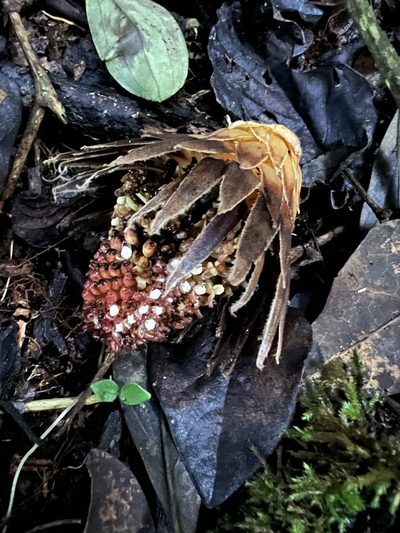 Langsdorffia hypogaea, photographed by Nicolás Baresch Uribe