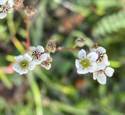 Micranthes californica, photographed by Irene