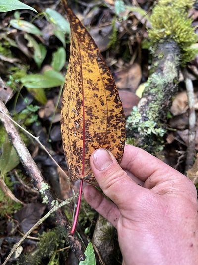 Axinaea scutigera, photographed by Nicolás Baresch Uribe