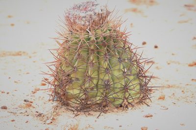 Melocactus curvispinus, photographed by scaup