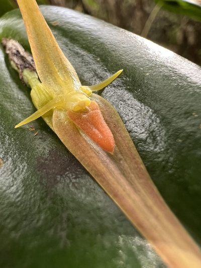 Pleurothallis microcardia, photographed by Nicolás Baresch Uribe