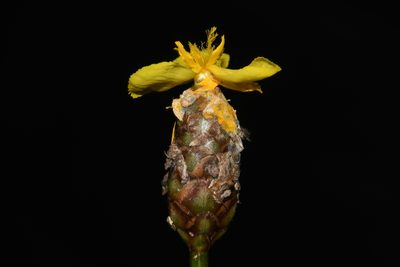 Xyris ambigua, photographed by Brian Finzel